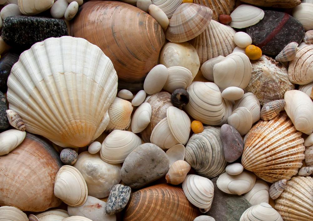 Dyes can be extracted from sea shells.