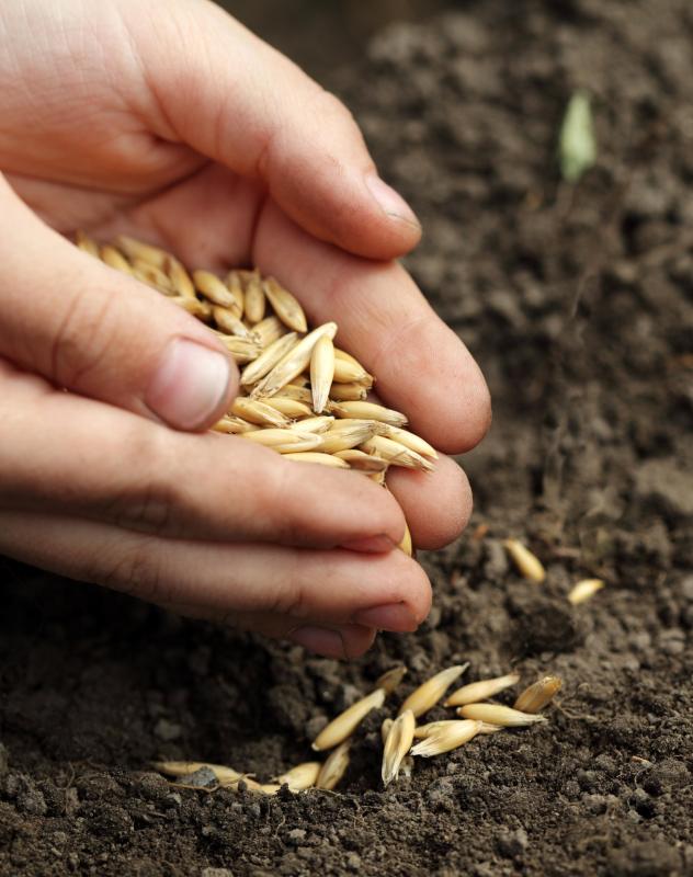 Plant propagation is simply the reproduction of plant life.