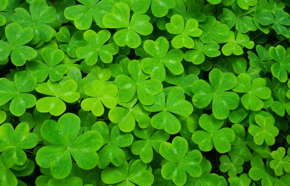 Shamrocks are a popular rhizome for ground cover.