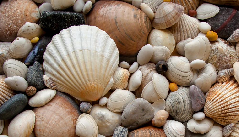 Many crafters use seashells to accent their macrame projects.
