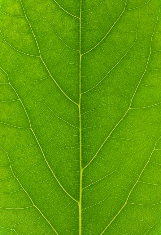 Chlorophyll, which gives leaves a green color, sometimes transfers onto the fingers, causing a green thumb.