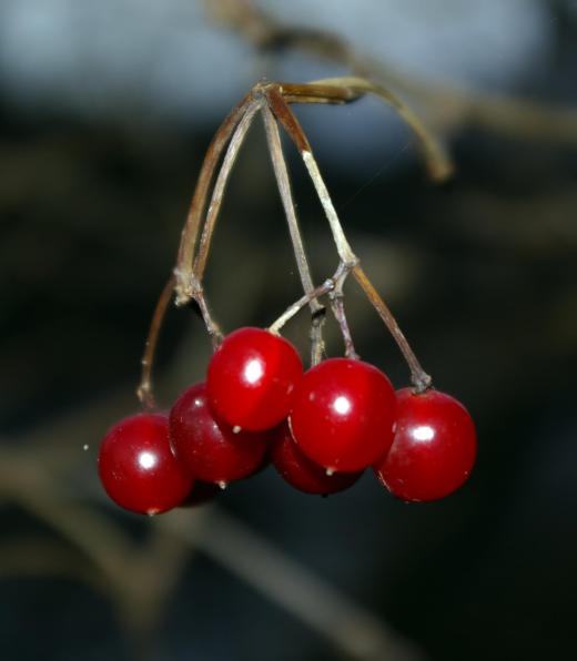 The Chokecherry tree produces edible fruit.