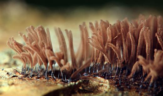 Mycelium is a type of fungus that grows in the form of multicellular, branching threads threads called hyphae.
