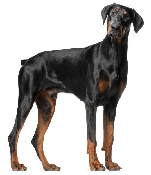 Dobermans can be good pets, but they need a lot of exercise.