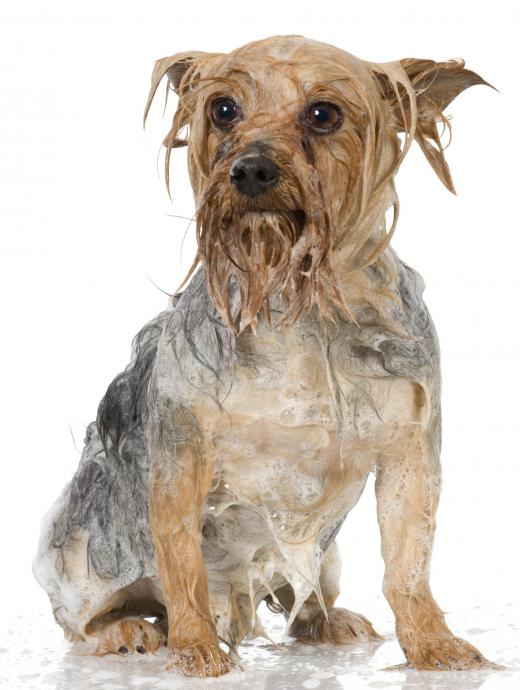 A dog being washed to treat a mite infestation.
