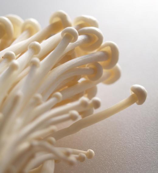 Many mushroom cultivators grow enoki mushrooms.