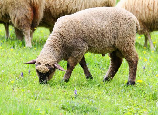 People have been using wool to keep warm for thousands of years.