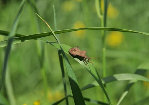 Insects may affect the quality of a lawn.