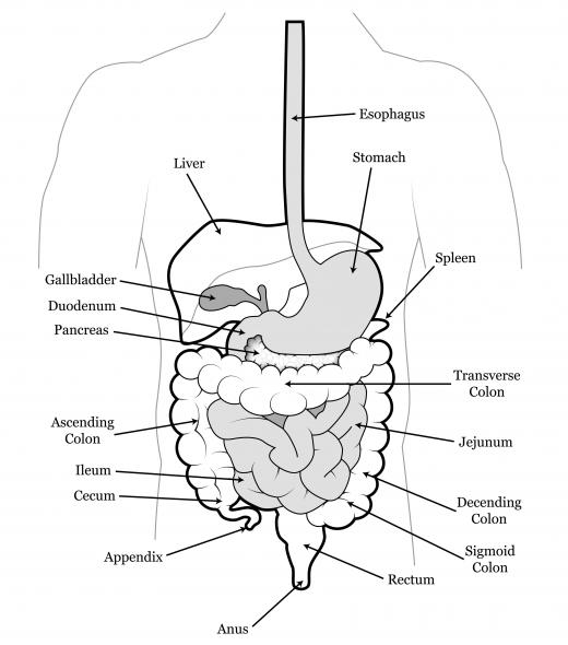 Historically, shepherd's purse was taken internally to treat intestinal bleeding.