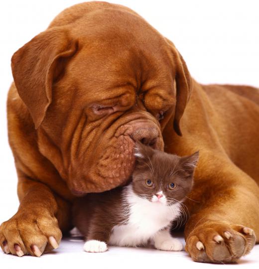 Dogs and cats can be the source of saliva stains, and sometimes they may even stain their own skin.