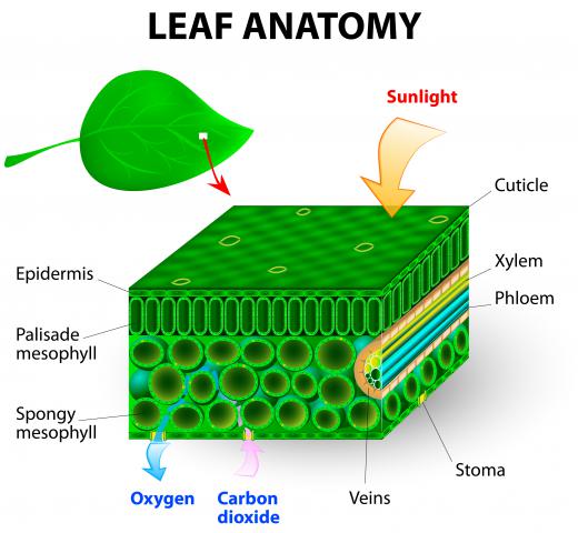 The vascular system circulates water and minerals to the leaves, and the photosynthetic material from the leaves to the rest of the plant.
