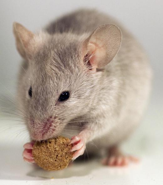 Homemakers may provide care for pets.