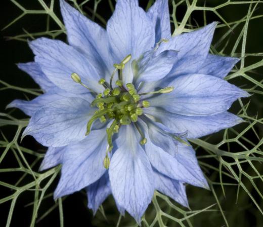 Nigella flowers are one type of blue flower.