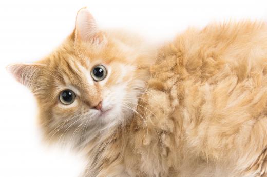 Cats with longer hair tend to leave more hair behind.