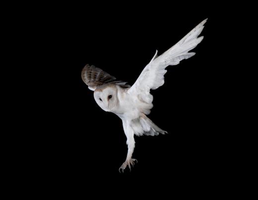 Ravens are scared of owls, so placing plastic owls outside may help deter them temporarily.