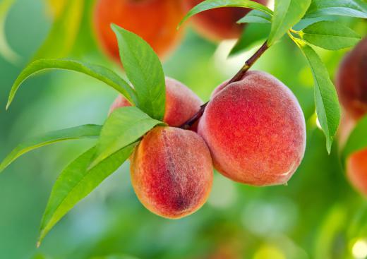 Peach trees require fertilizer that contains phosphorus, potassium, and nitrogen.