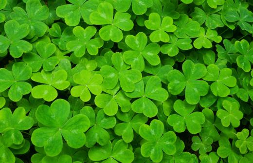 Shamrocks are a popular rhizome for ground cover.
