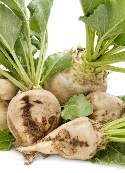 Sugar beets are an example of a chenopodiaceae that's both edible and commonly grown in gardens.