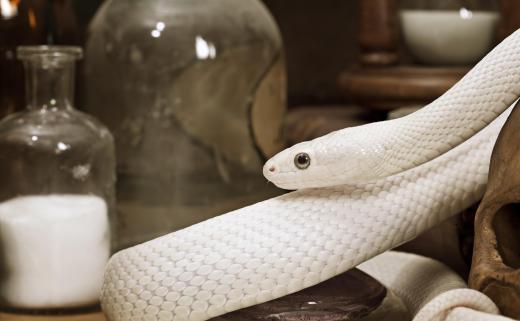 Some types of snakes can be garden pests.