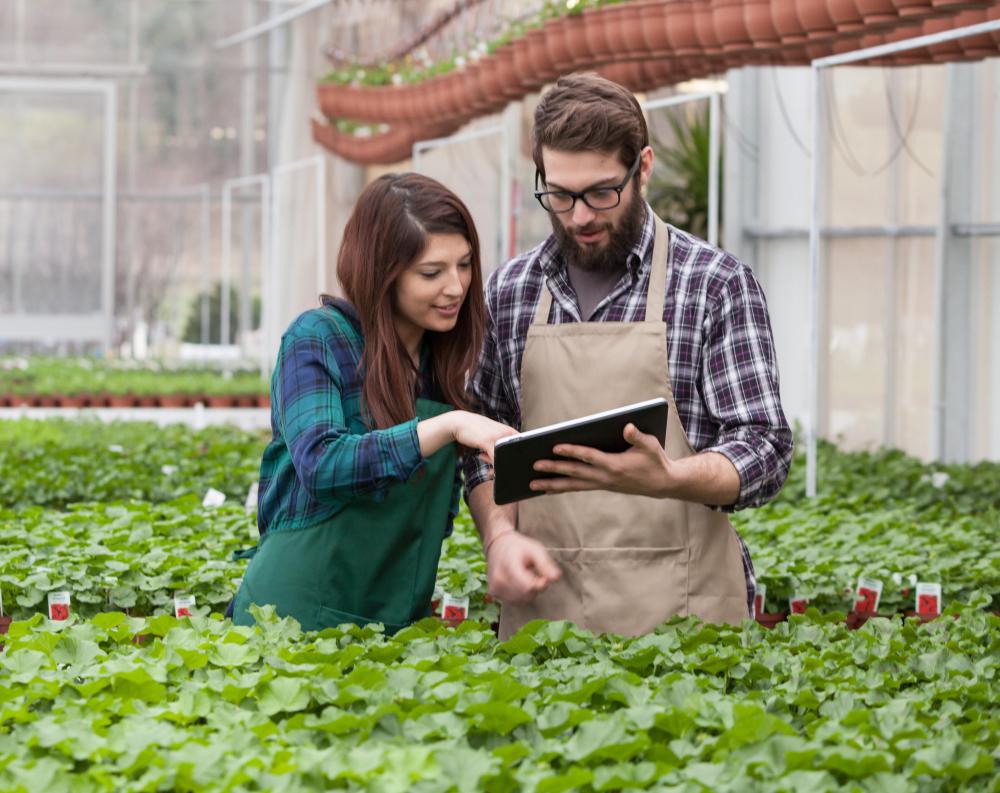 Many people purchase their plants from a nursery.