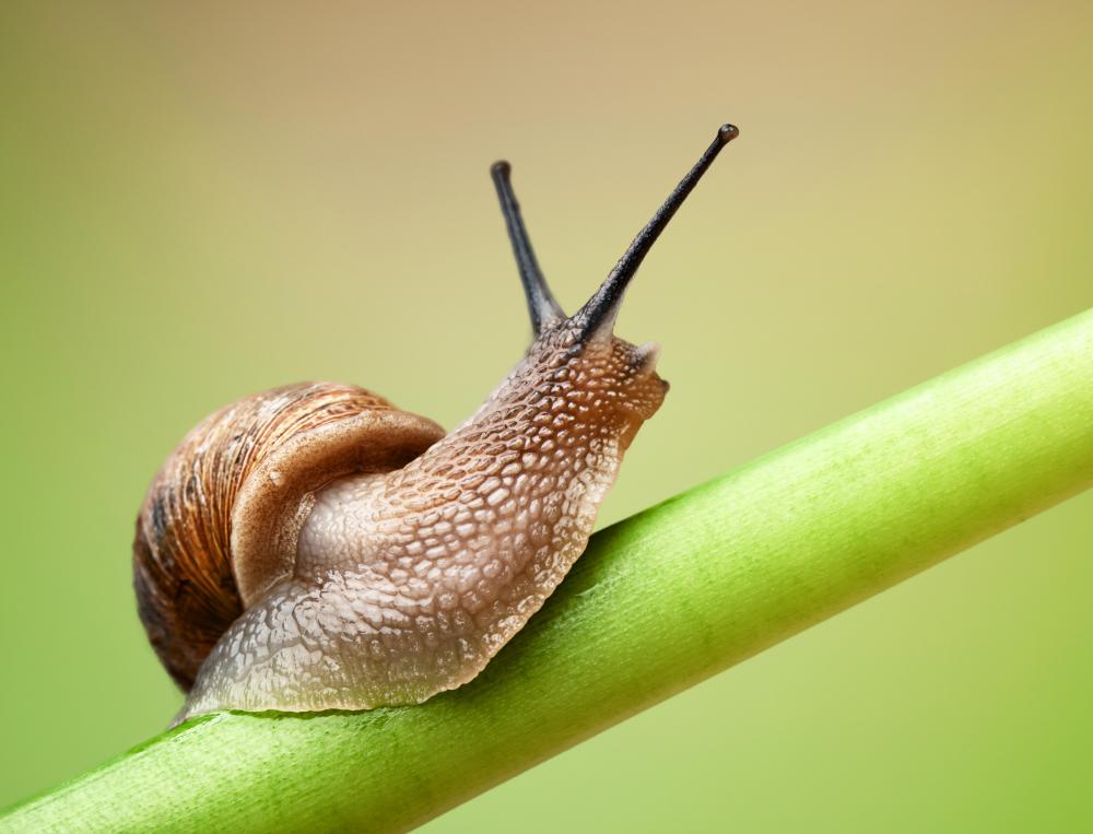 Snails may eat cabbage and lettuces.