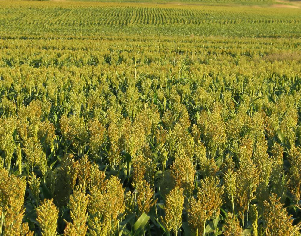 Whisk brooms are sometimes made of sorghum.