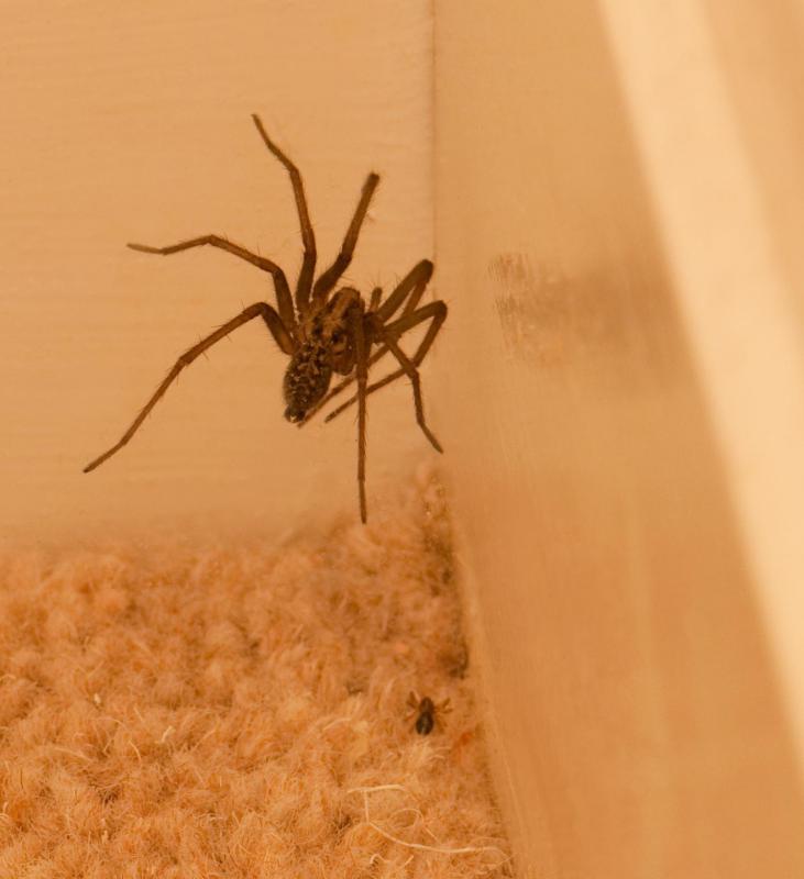 Common spider in corner.