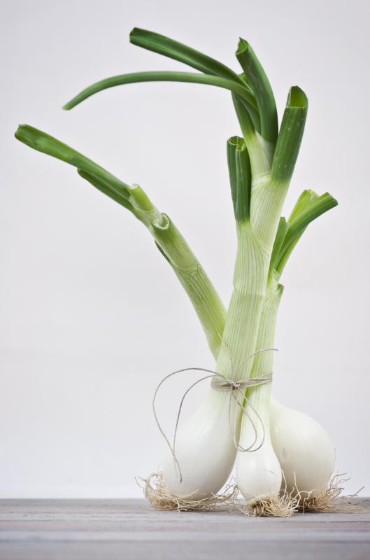 Inulin is produced by plants such as spring onions.