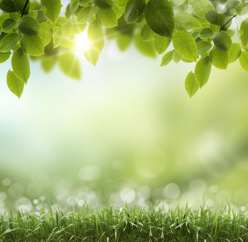 Fertilizers generally contain nitrogen, which helps make chlorophyll, the molecule that gives plants their green color.