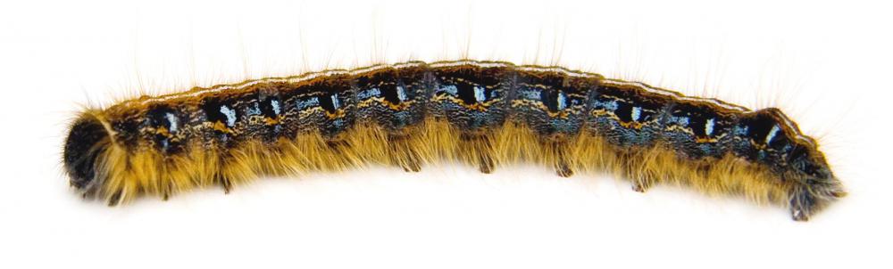 Caterpillars feed on the foliage of licorice plants.