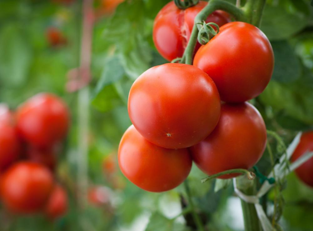 There are over 600 types of tomato plants.