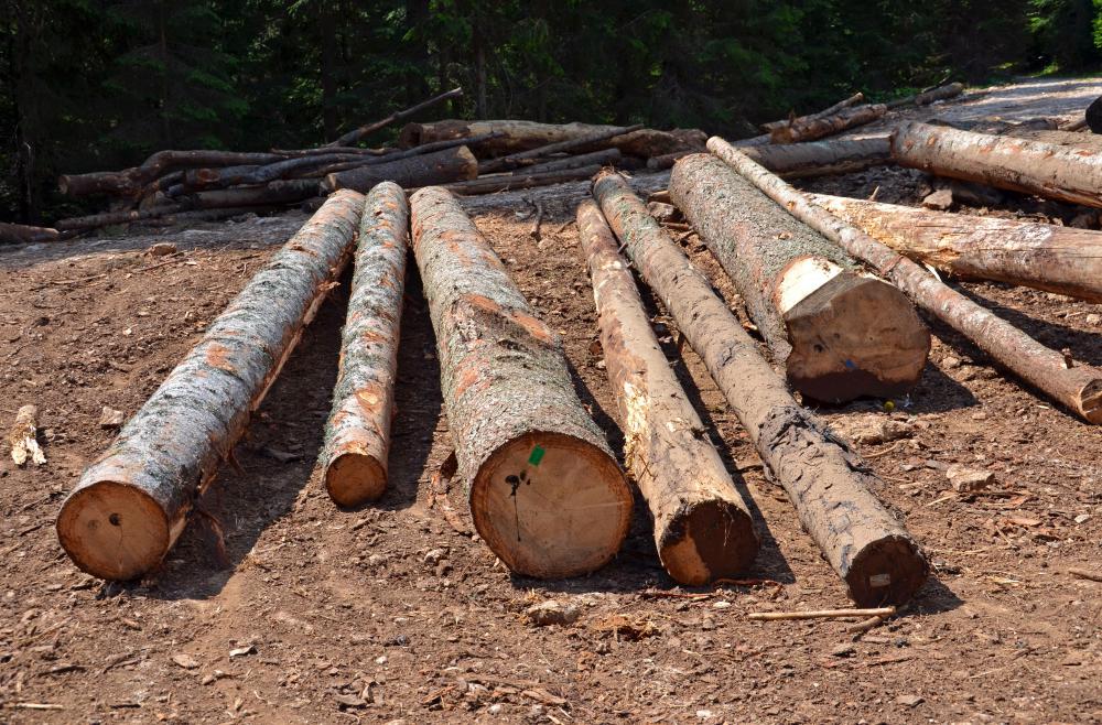 Tree stumps before being milled.