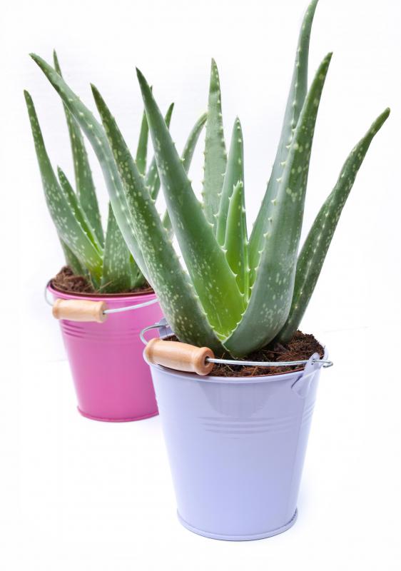 Aloe vera plants are good to keep indoors.
