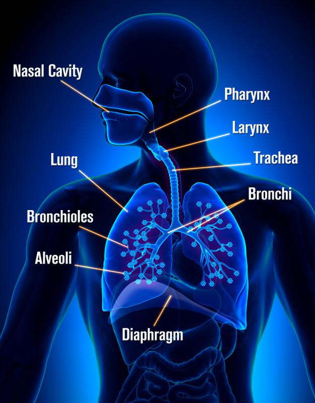 Inhaling dust can cause damage to a person's respiratory system.