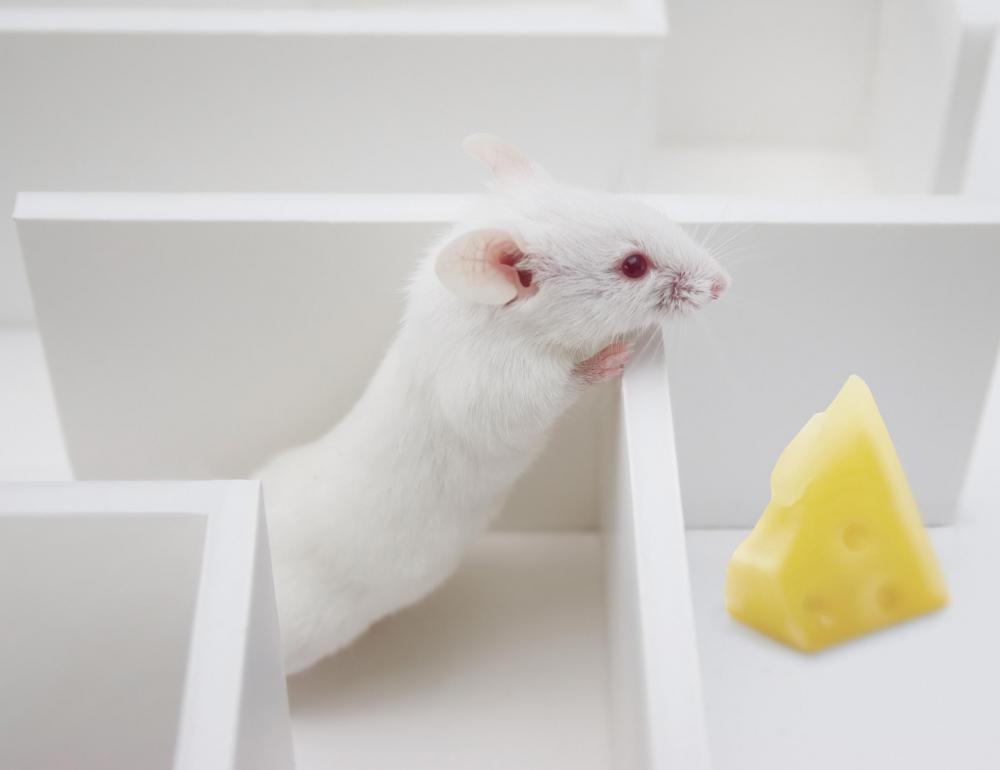 Hard cheese is one kind of recommended bait for rats.