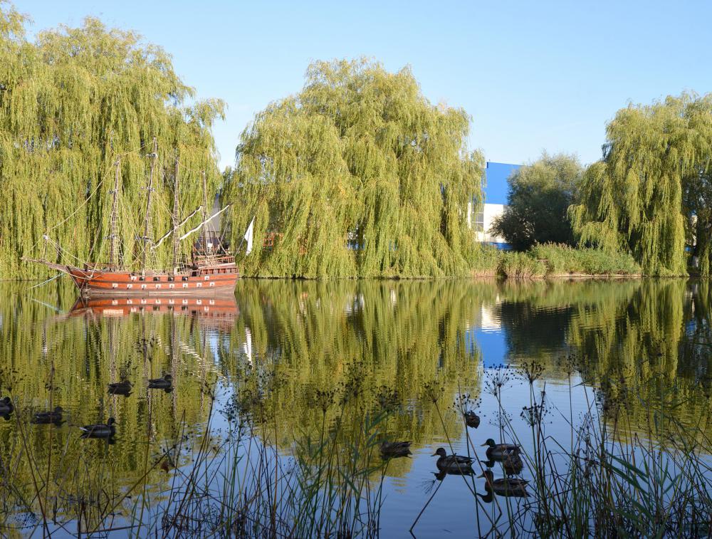 Catkins are found on wind-pollinated trees like willow.