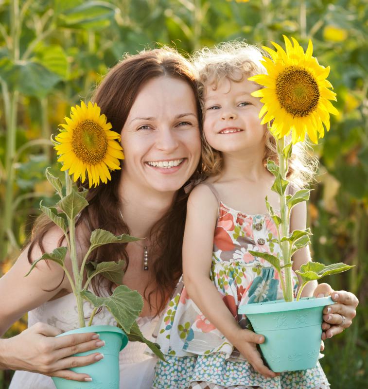 The sunflower is a member of the Asteraceae family of flowering plants.