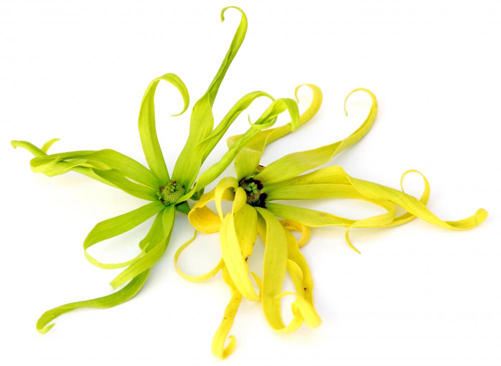Ylang ylang flower.
