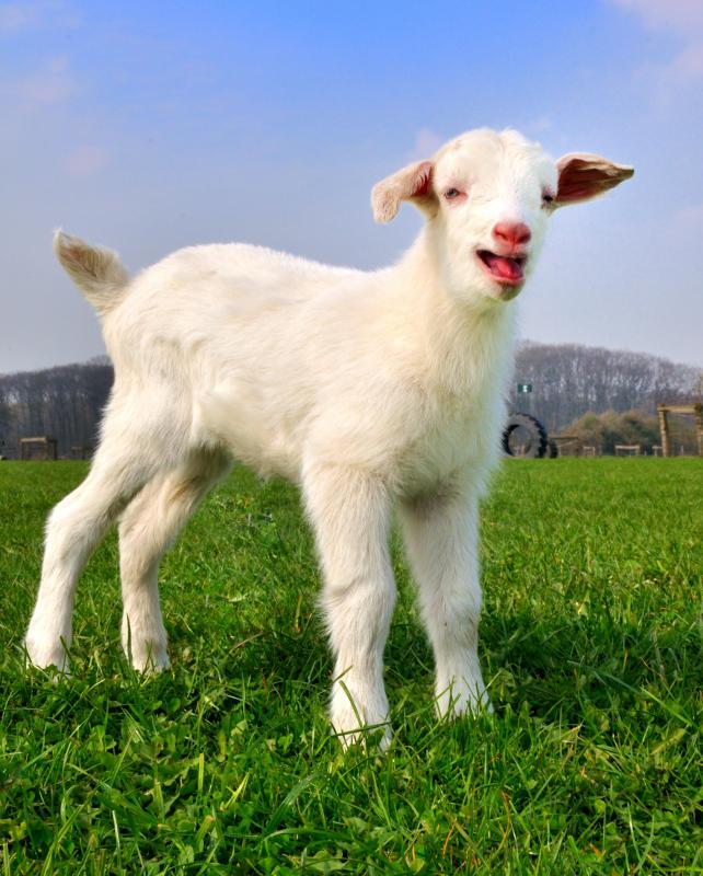Kudzu leaves are a good food for goats.