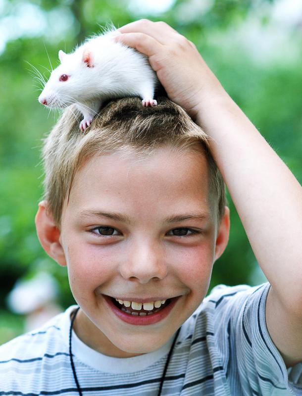 What are the Dangers of Keeping Pet Rats? (with pictures)