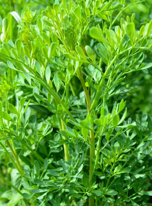 How can I Keep Stray Cats out of my Yard? (with pictures)