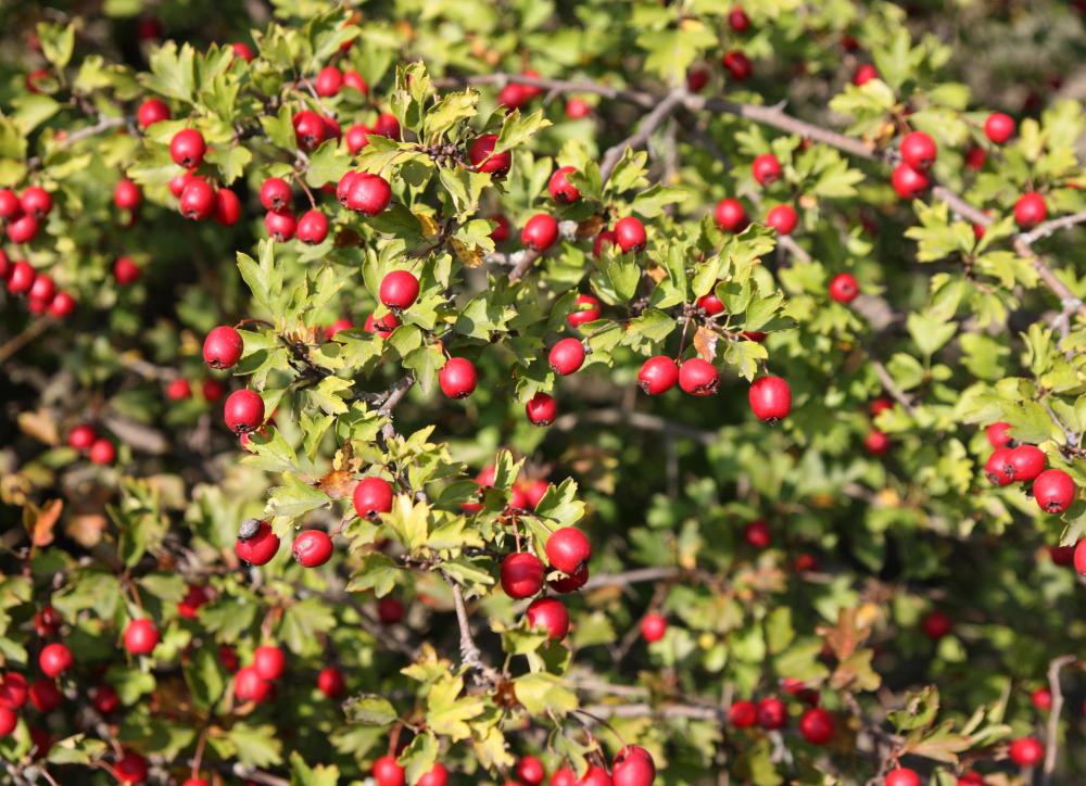 What Is Chinese Hawthorn? (with pictures)
