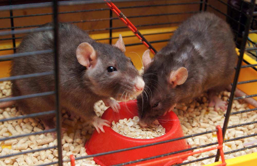What are the Dangers of Keeping Pet Rats? (with pictures)