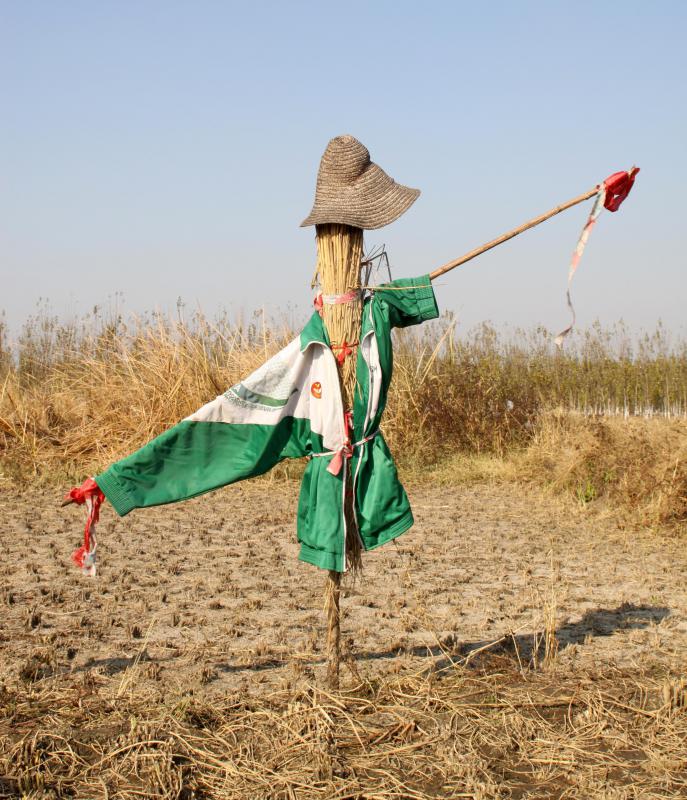 Do Scarecrows Really Scare Birds? (with pictures)