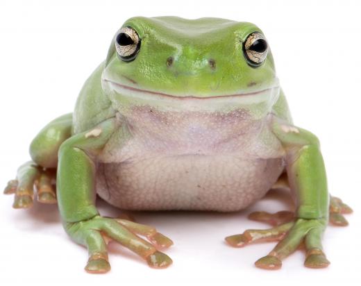 Frogs eat nightcrawlers.