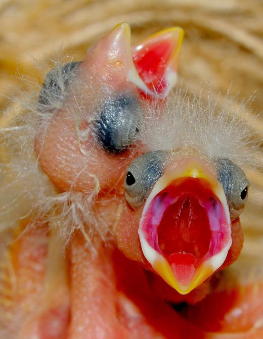 Baby birds have only down layers of feathers.