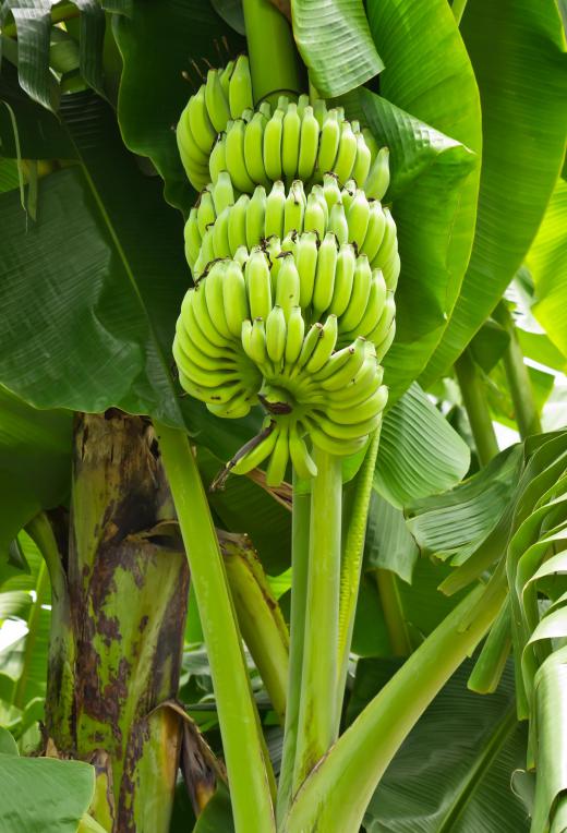 Some inclusion papers are made with bark from the banana plant.