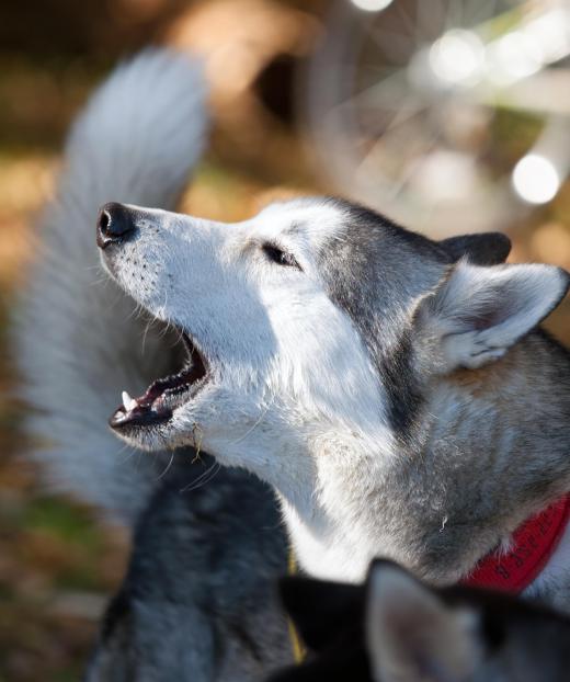 An anonymous note about barking dog might work best for an unfriendly neighbor.