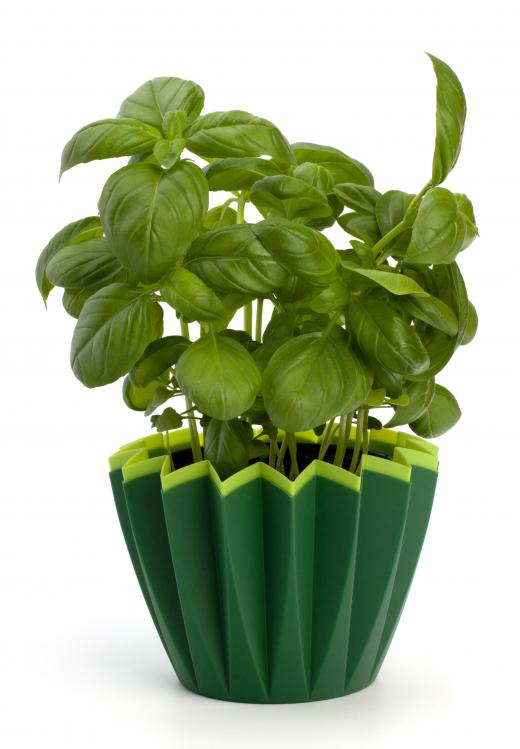 A potted basil plant.