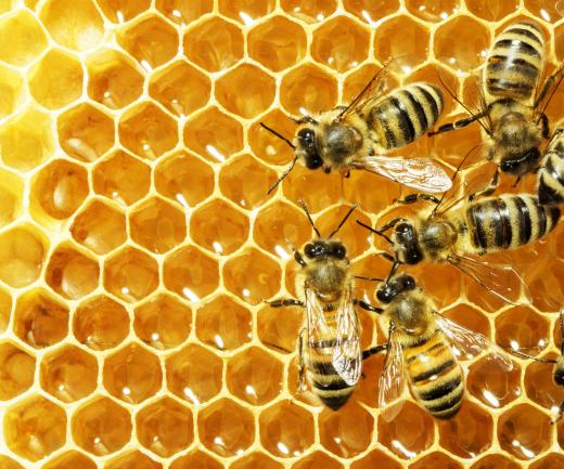 Bees secrete beeswax from their abdominal glands.